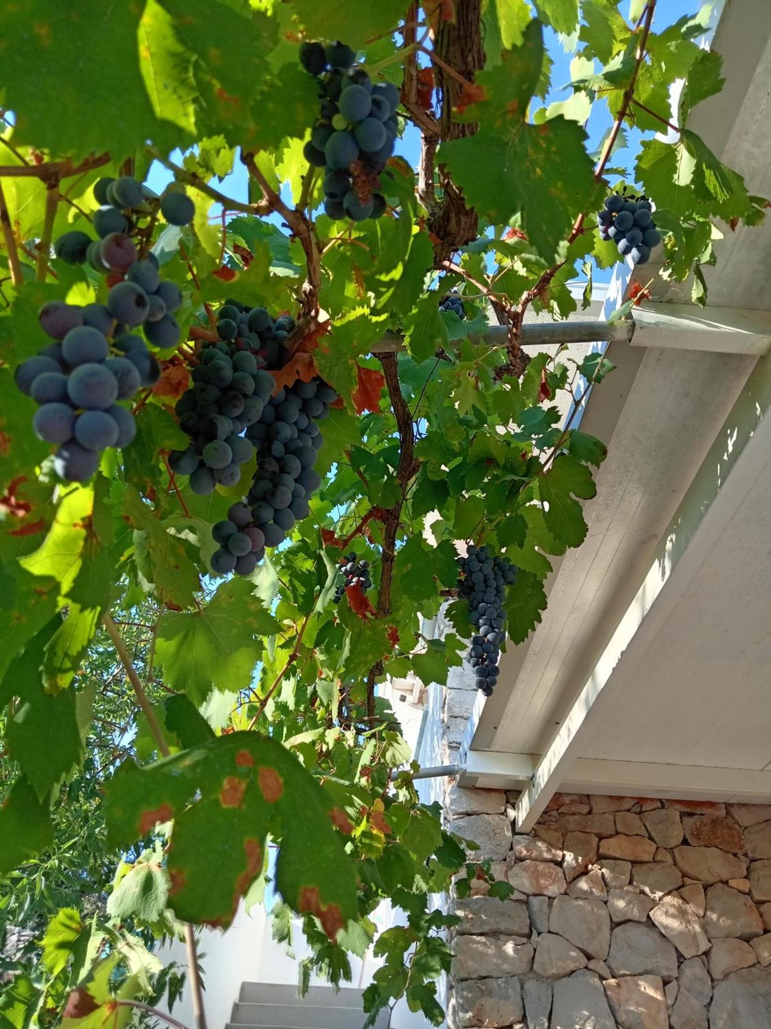 La Mennula Garden Salignano (Apulia) Exterior foto
